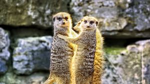 Preview wallpaper meerkats, hugs, funny, wildlife