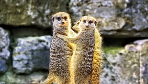 Preview wallpaper meerkats, hugs, funny, wildlife