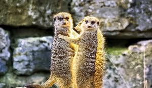 Preview wallpaper meerkats, hugs, funny, wildlife