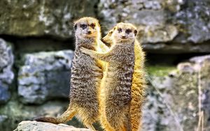 Preview wallpaper meerkats, hugs, funny, wildlife