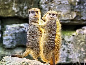 Preview wallpaper meerkats, hugs, funny, wildlife