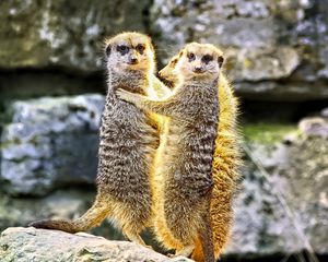 Preview wallpaper meerkats, hugs, funny, wildlife