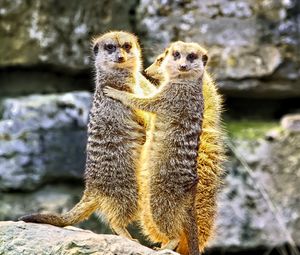 Preview wallpaper meerkats, hugs, funny, wildlife