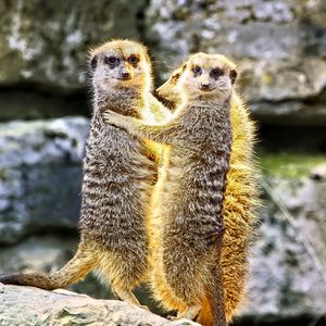 Preview wallpaper meerkats, hugs, funny, wildlife