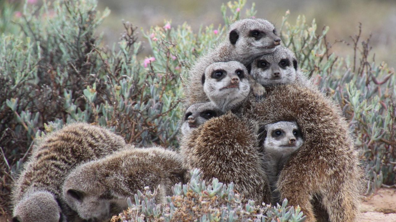 Wallpaper meerkats, much, pressed, animals