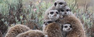 Preview wallpaper meerkats, much, pressed, animals