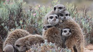 Preview wallpaper meerkats, much, pressed, animals