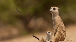 Preview wallpaper meerkats, sand, animals