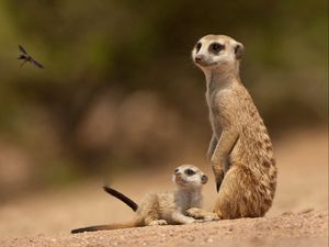 Preview wallpaper meerkats, sand, animals