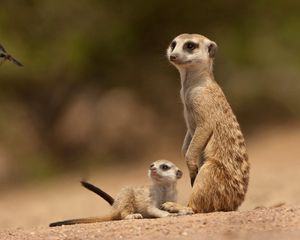 Preview wallpaper meerkats, sand, animals