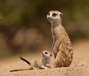 Preview wallpaper meerkats, sand, animals