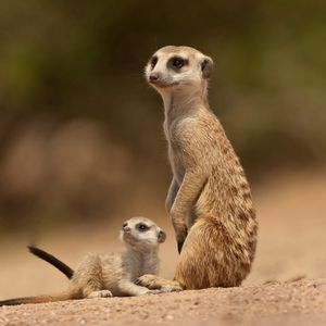 Preview wallpaper meerkats, sand, animals