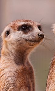 Preview wallpaper meerkats, three, family, animals