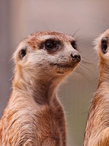 Preview wallpaper meerkats, three, family, animals