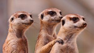 Preview wallpaper meerkats, three, family, animals