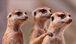 Preview wallpaper meerkats, three, family, animals