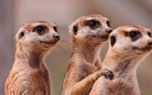 Preview wallpaper meerkats, three, family, animals