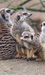 Preview wallpaper meerkats, wildlife, animals, stones