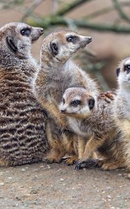 Preview wallpaper meerkats, wildlife, animals, stones