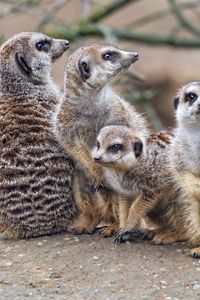 Preview wallpaper meerkats, wildlife, animals, stones