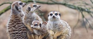 Preview wallpaper meerkats, wildlife, animals, stones