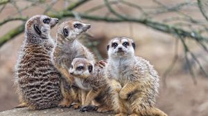 Preview wallpaper meerkats, wildlife, animals, stones