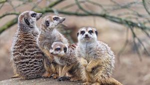 Preview wallpaper meerkats, wildlife, animals, stones