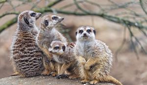 Preview wallpaper meerkats, wildlife, animals, stones