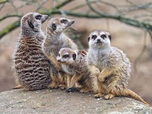 Preview wallpaper meerkats, wildlife, animals, stones