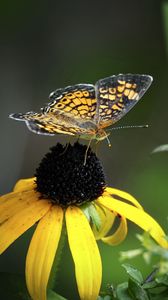 Preview wallpaper melitaea, butterfly, flower, macro, petals