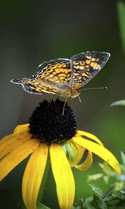 Preview wallpaper melitaea, butterfly, flower, macro, petals