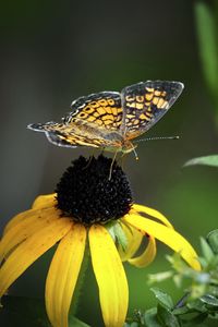 Preview wallpaper melitaea, butterfly, flower, macro, petals