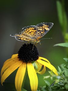 Preview wallpaper melitaea, butterfly, flower, macro, petals