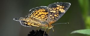 Preview wallpaper melitaea, butterfly, flower, macro, petals