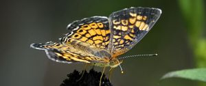 Preview wallpaper melitaea, butterfly, flower, macro, petals