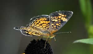 Preview wallpaper melitaea, butterfly, flower, macro, petals