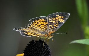 Preview wallpaper melitaea, butterfly, flower, macro, petals