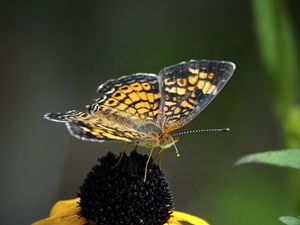 Preview wallpaper melitaea, butterfly, flower, macro, petals