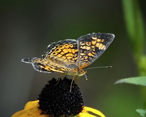 Preview wallpaper melitaea, butterfly, flower, macro, petals