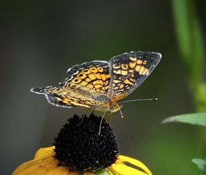 Preview wallpaper melitaea, butterfly, flower, macro, petals