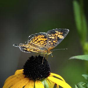 Preview wallpaper melitaea, butterfly, flower, macro, petals