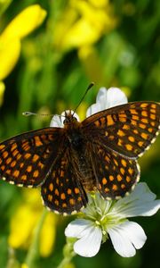 Preview wallpaper melitaea, butterfly, flowers, macro