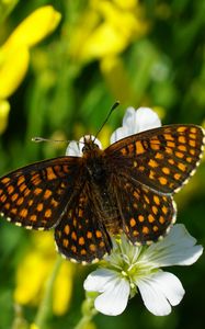 Preview wallpaper melitaea, butterfly, flowers, macro