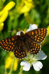 Preview wallpaper melitaea, butterfly, flowers, macro