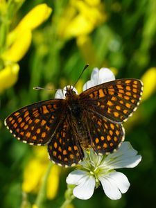 Preview wallpaper melitaea, butterfly, flowers, macro