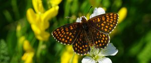 Preview wallpaper melitaea, butterfly, flowers, macro