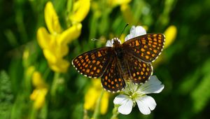 Preview wallpaper melitaea, butterfly, flowers, macro