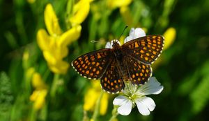 Preview wallpaper melitaea, butterfly, flowers, macro