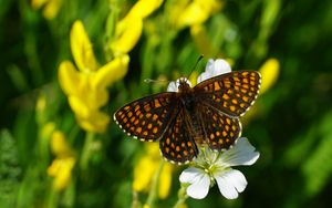 Preview wallpaper melitaea, butterfly, flowers, macro