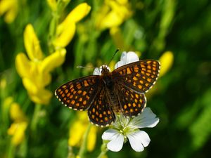 Preview wallpaper melitaea, butterfly, flowers, macro